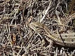 Самка морфы typica exigua