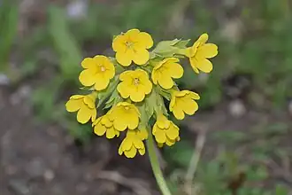 Общий вид цветущего растения. Германия