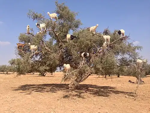 Домашние козы на аргании