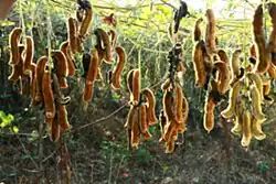 Созревшие бобы Mucuna pruriens.