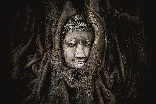 Голова Будды в корнях на 2015 год (фронтальный вид)