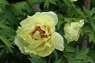 'Yellow Crown'