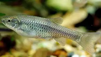 Aphyocypris chinensis