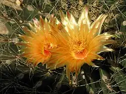 Белоколючковая форма. Цветки крупным планом. Гонконг