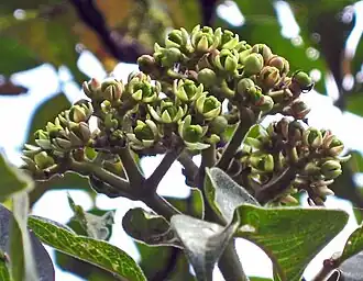 Женские цветки тетрадиума рутоплодного