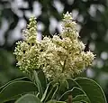 Бирючина блестящая (Ligustrum lucidum)