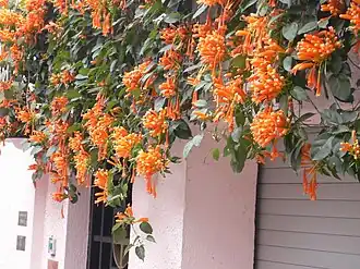 Пиростегия очаровательная (Pyrostegia venusta)