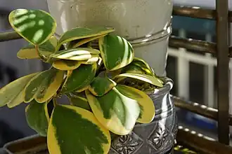 Вариегатный культивар