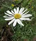 Argyranthemum adauctum (Сереброцветник повышенный)