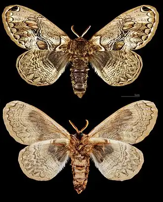 Брамея европейская