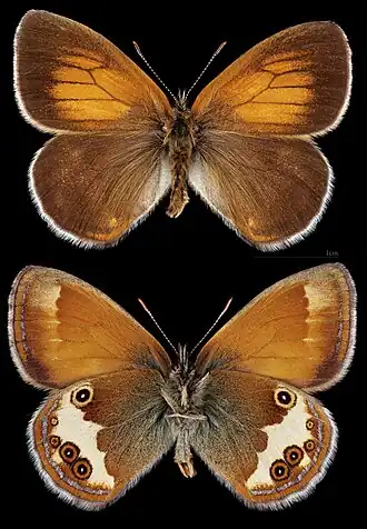 Сенница аркания