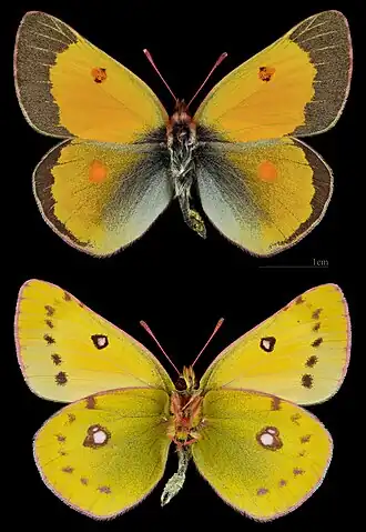 Colias chrysotheme ♂