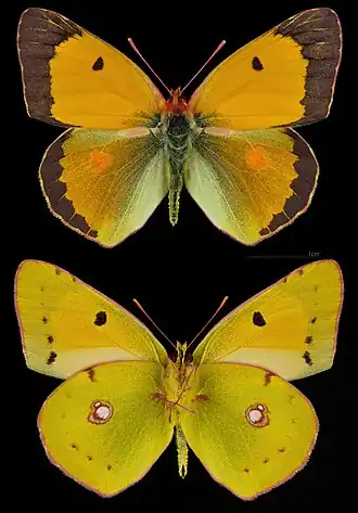 Colias croceus, ♂
