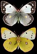 Colias croceus, ♀ f.helice
