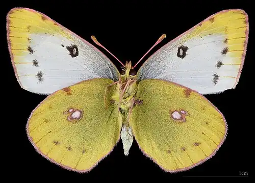 Colias hyale ♀ △