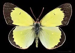 Colias palaeno, ♂
