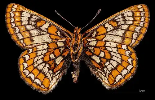 Euphydryas iduna  ♀ △