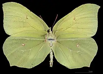 Gonepteryx rhamni ♂  △