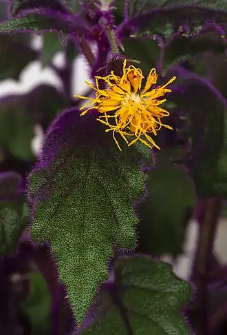 Gynura aurantiaca в культуре