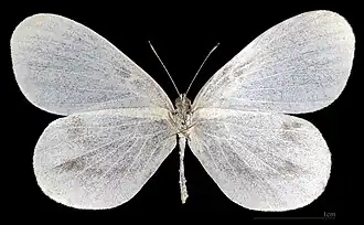 Leptidea sinapis   ♀ △