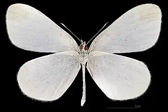 Leptidea sinapis ♂   △