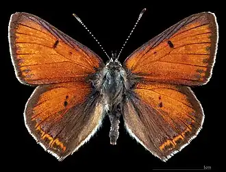 Lycaena hippothoe ♂