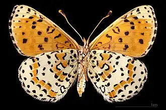 Melitaea didyma occidentalis ♀ △
