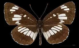 Пеструшка таволговая (Neptis rivularis)