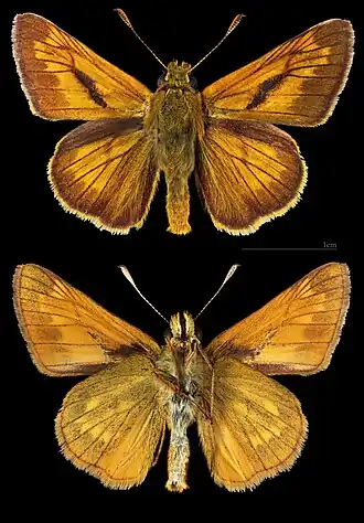 Толстоголовка-лесовик