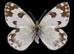 Pontia daplidice ♀