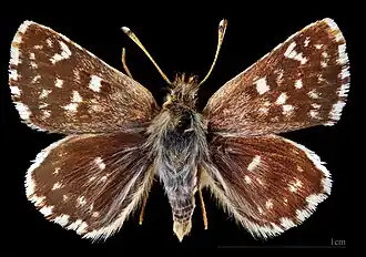 Spialia sertorius ♂