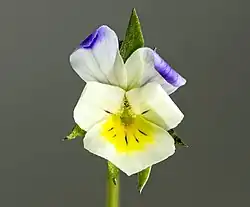 Цветок фиалки полевой (Viola arvensis) с зигоморфным околоцветиком