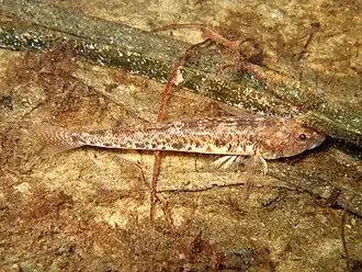 Обыкновенный бычок-бубырь (Pomatoschistus microps)