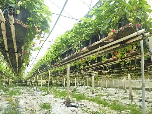 Теплица для выращивания клубники