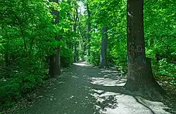 в роще Баума