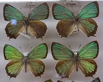 Зефир японский