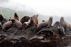 Группа разновозрастных сивучей на острове Монерон