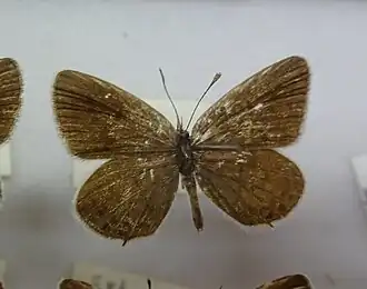 Голубянка Фишера (Tongeia fischeri)