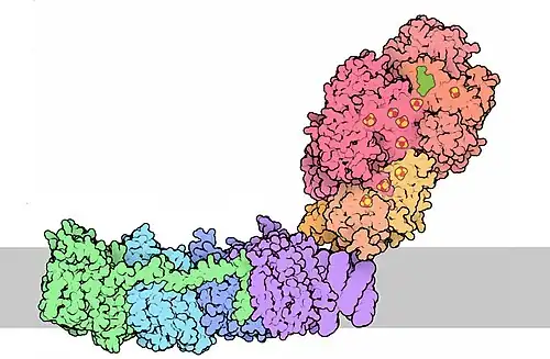 Серым цветом показана внутренняя мембрана митохондрии. Сверху — митохондриальный матрикс, снизу — межмембранное пространство.