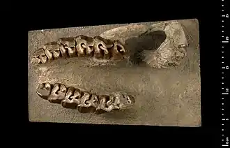 Челюсть Alicornops simorrense