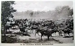 В колонии Александрфельд. 1918