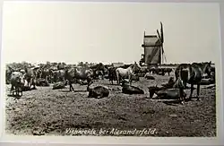 Скот и лошади на выгуле. 1918