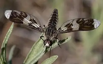 Macrocondyla chorista