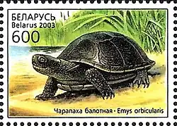 Болотная черепаха на марке Белоруссии 2003 года