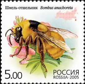 Bombus anachoreta