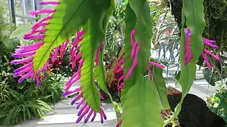 Pseudorhipsalis amazonica