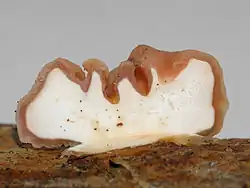 Tremella encephala, паразитирующая на Stereum sanguinolentum