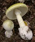 Бледная поганка (Amanita phalloides), самый распространённый на Земле смертельно ядовитый базидиальный гриб из всех известных грибов, относящийся к роду Аманита (Мухомор). Токсины бледной поганки включают в себя две большие группы циклических пептидов — фаллотоксины (гексапептиды) и аматоксины (октапептиды). Было подсчитано, что всего лишь половина гриба содержит такие концентрации токсинов, которые способны убить взрослого человека