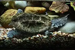 Бахромчатая черепаха (Chelus fimbriatus)