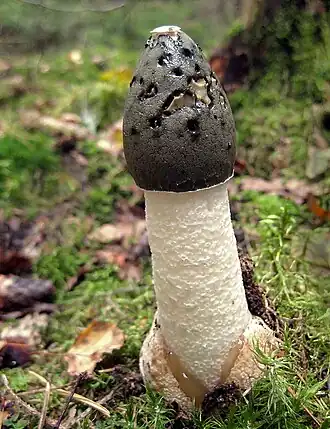 Недавно появившиеся из «яйца» рецептакул с глебой весёлки обыкновенной